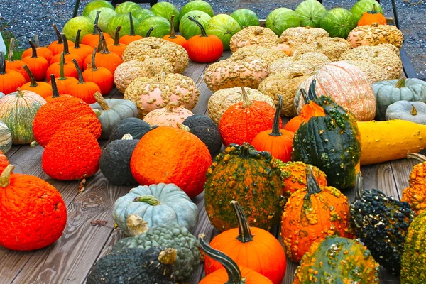 Cosecha de calabaza y calabaza — Foto de Stock