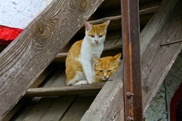 Cute Kittens on Barn Steps — Stock Photo, Image