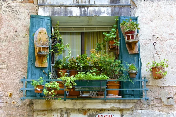 Φωτεινά πράσινα φυτά και μπλε παντζούρια στο παράθυρο Εικόνα Αρχείου
