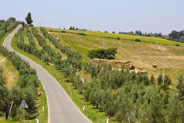 Olive Trees in Tuscany, Italy — Stock Photo, Image