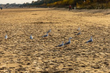 Büyük boş kumsalda yürüyen martı sürüsü.