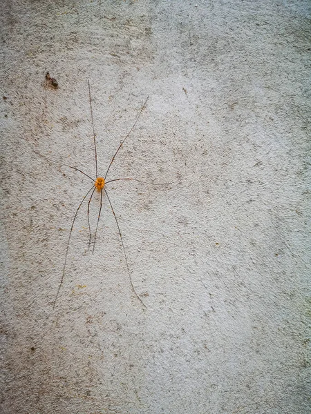 Daddy Long Legs Spider Royalty-Free Images, Stock Photos & Pictures