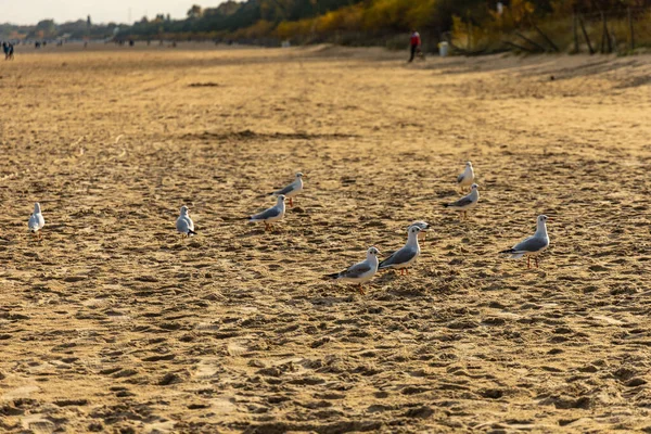 Стадо Чаек Гуляет Большому Пустому Пляжу — стоковое фото