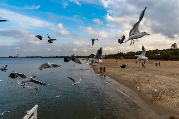 Gaivotas Voadoras Redor Cais Longo Sobre Mar — Fotografia de Stock