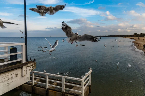 Летающие Чайки Вокруг Длинного Пирса Над Морем — стоковое фото