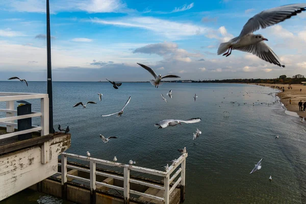 Fliegende Möwen Langen Pier Über Dem Meer — Stockfoto
