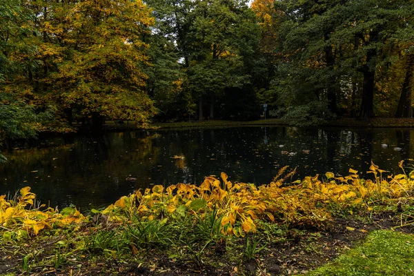 Malý Rybníček Plný Podzimních Listů Oliwski Parku — Stock fotografie