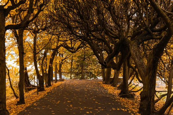 Long Path Bindage Full Crooked Trees Autumn Leaves — Stock Photo, Image