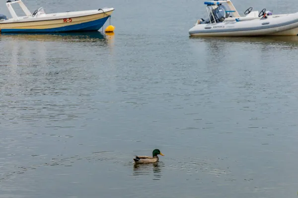 Posen Polen Oktober 2020 Ente Auf Dem Großen Maltesersee Der — Stockfoto