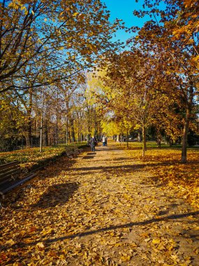 Tahta banklar, ağaçlar ve düşmüş yapraklarla dolu uzun bir yol. 