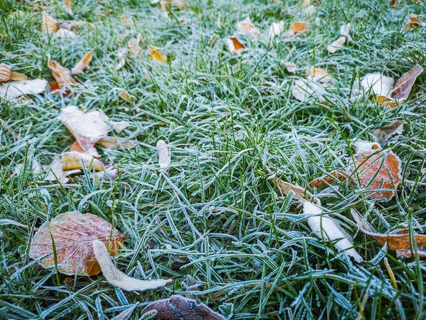 Hellgrünes Gras Mit Braunem Laub Und Frost Darauf — Stockfoto