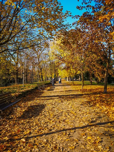 Long Path City Promenade Wooden Benches Trees Fallen Leaves — Stock Photo, Image