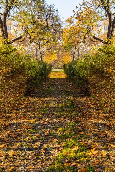 Caminho Curto Entre Sebe Simétrica Arbustos — Fotografia de Stock