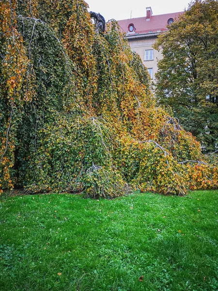 Eski binanın önündeki küçük meydanda birkaç yaprak düşmüş söğüt ağacı.