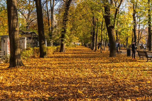 Wroclaw Πολωνία Νοεμβρίου 2020 Μακρύ Δρομάκι Γεμάτο Κίτρινα Πεσμένα Φύλλα — Φωτογραφία Αρχείου