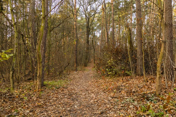 Largo Camino Bosque Lleno Hojas Caídas Otoño —  Fotos de Stock