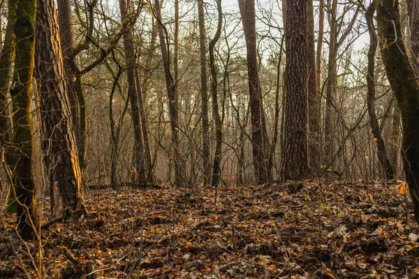 Natural Landscape Hill Forest Full Winter Trees Leaves — Stockfoto