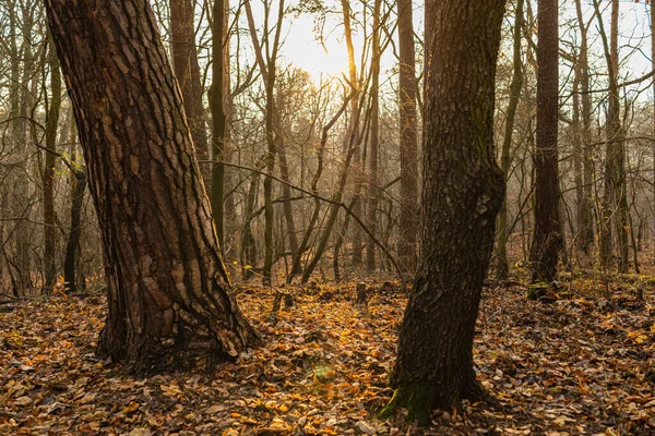 葉のない冬の木々に囲まれた森の中の丘の自然景観と太陽の光 — ストック写真