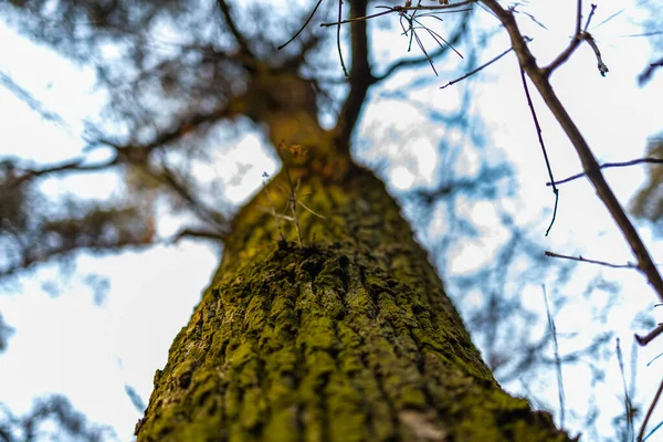 Mirando Hacia Arriba Viejo Tronco Árbol Con Corona Sin Hojas —  Fotos de Stock