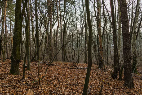 葉のない冬の木々に囲まれた森の中の丘の自然景観 — ストック写真