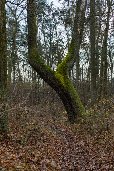 幹に緑の苔でいっぱいの森の中の古い高い木 — ストック写真