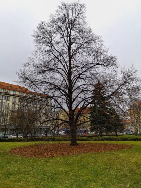 Wroclaw, Polonya - Ocak 2021: Capitol Tiyatrosu 'nun yanındaki meydanda yaprakları olmayan yaşlı ağaç