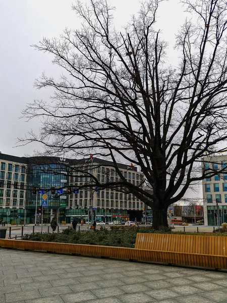 Wroclaw Poland January 2021 High Old Tree Leaves Square Next — Stockfoto