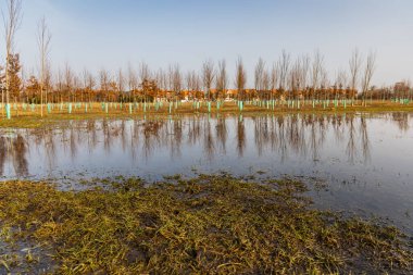 Parkın arkasındaki büyük ağaç çiftliği su ve yansımalarla dolu büyük bir su birikintisinin yanında.