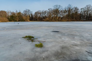 Büyük gölde ince buz örtüsünün içinde donmuş yeşil ağaç iğneleriyle dolu büyük bir dal.