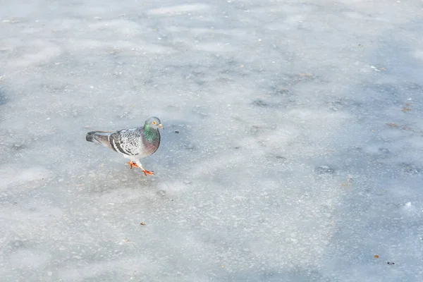 Pigeon Walking Thin Ice Sheet Big Lake — 스톡 사진