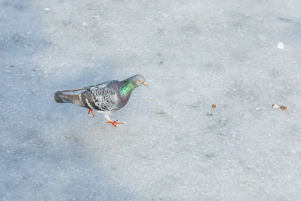 Güvercin Büyük Gölde Ince Buz Tabakasında Yürüyor — Stok fotoğraf