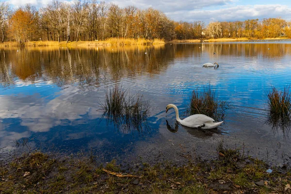 Großer See Voller Enten Und Schwäne Park Neben Wenigen Hochhäusern — Stockfoto