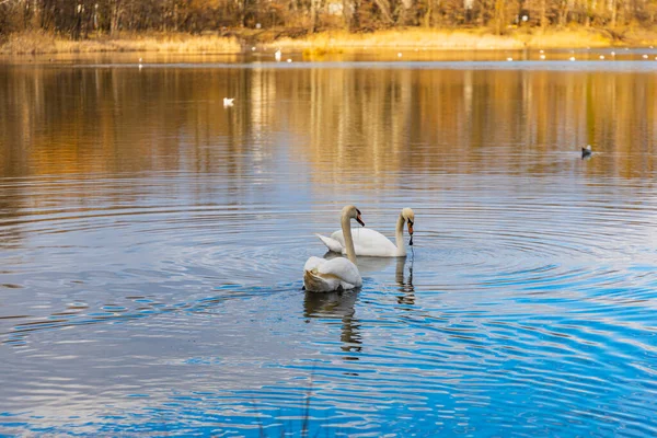 Schwäne Und Enten Schwimmen Großen See Zentrum Des Kleinen Parks — Stockfoto