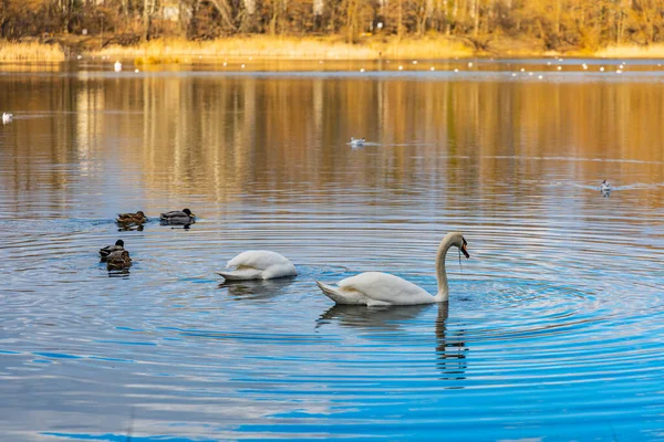 Swans Ducks Swimming Big Lake Center Small Park — Stock Photo, Image