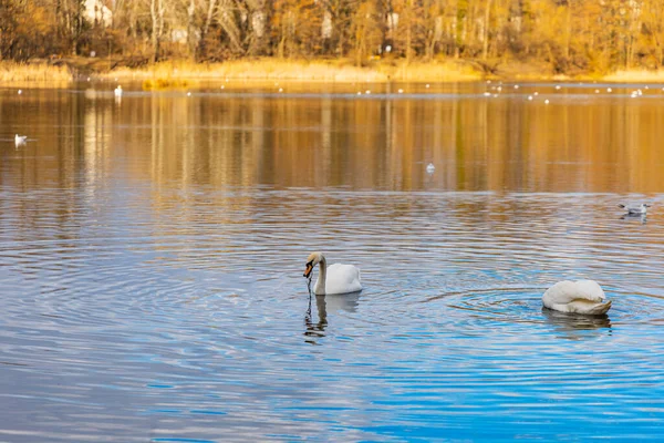 Schwäne Und Enten Schwimmen Großen See Zentrum Des Kleinen Parks — Stockfoto