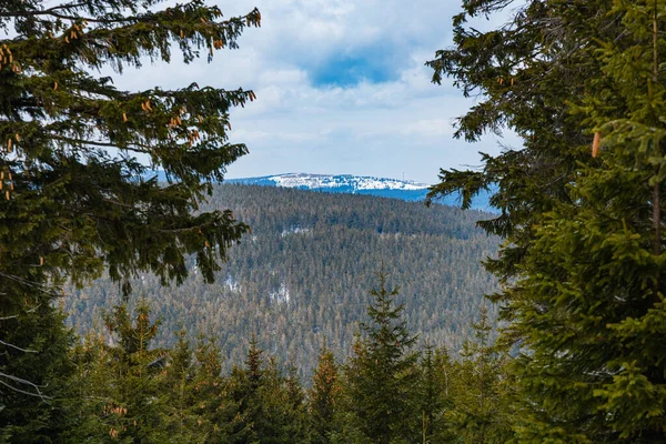 Yüksek Yaşlı Ağaçların Üzerinde Karla Kaplı Güzel Dağ Manzarası — Stok fotoğraf