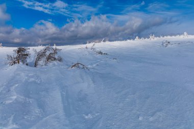 Dağlarda taze karla dolu küçük bir çalı