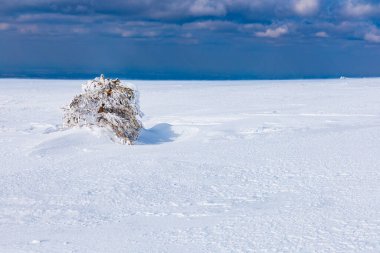 Dağlarda taze karla dolu küçük bir çalı