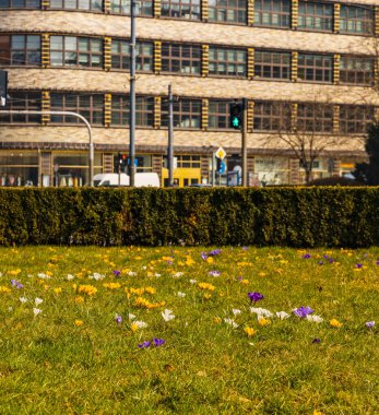 Wroclaw, Polonya - Mart 2021: Renoma alışveriş merkezinin yanında ağaçlarla dolu küçük yeşil Kosciuszki meydanı ve küçük taze timsahlar