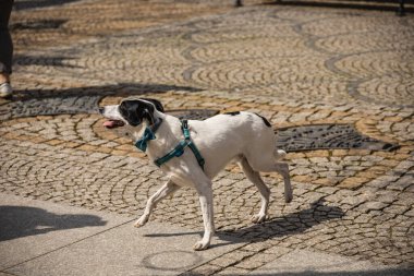 Küçük siyah beyaz köpek şehir sokaklarında koşuyor.
