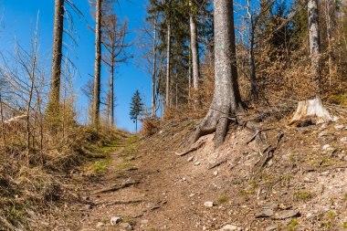 Etrafı eski yüksek ağaçlarla dolu uzun dağ patikaları