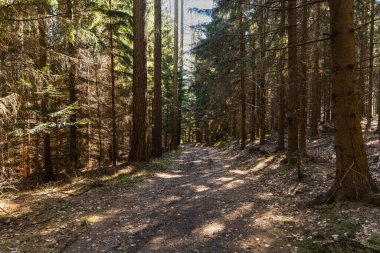 Etrafı eski yüksek ağaçlarla dolu uzun dağ patikaları
