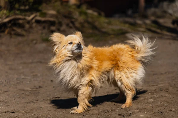かわいい茶色の犬がほこりだらけの広場を歩いている — ストック写真