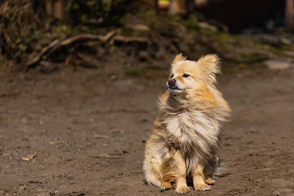 かわいい茶色の犬がほこりだらけの広場を歩いている — ストック写真