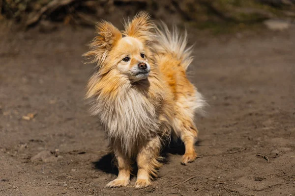 Carino Piccolo Cane Marrone Che Cammina Quadrato Polveroso — Foto Stock