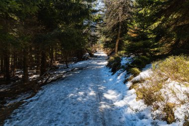 Etrafı eski yüksek ağaçlarla dolu uzun dağ patikaları