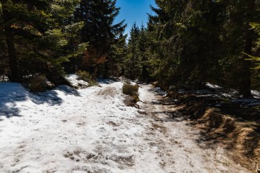 Etrafı eski yüksek ağaçlarla dolu uzun dağ patikaları
