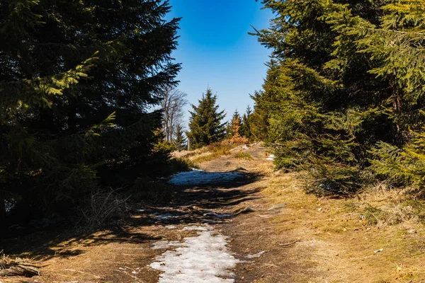 Etrafı Eski Yüksek Ağaçlarla Dolu Uzun Dağ Patikaları — Stok fotoğraf