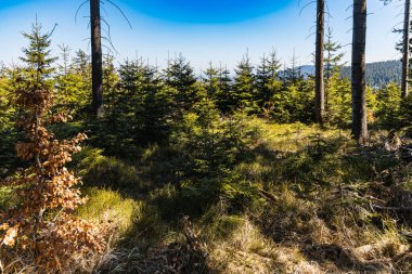 Güneşli sabahlarda dağların güzel manzarası