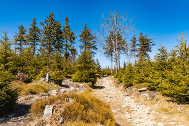 Etrafı eski yüksek ağaçlarla dolu uzun dağ patikaları